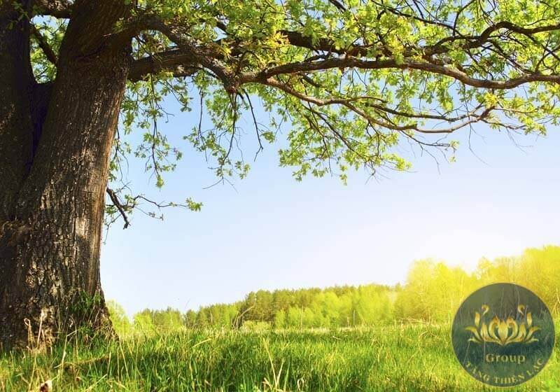 Tranh cây cổ thụ đẹp tuyệt diệu cho gia chủ mệnh Mộc Phát tài