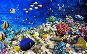 Tranh 3D san hô lấp lánh