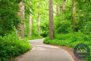 Tranh con đường trong rừng đẹp cho gia chủ mệnh Mộc