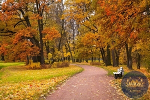 Tranh công viên lá vàng mùa thu đẹp ai cũng thích
