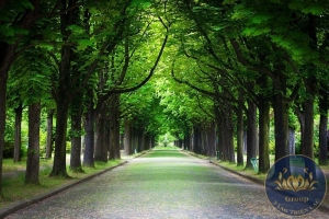 Tranh hàng cây con đường đẹp xanh mát