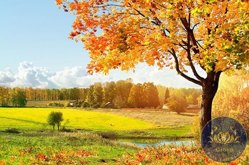 Tranh cây cổ thụ mùa thu đẹp lãng mạn